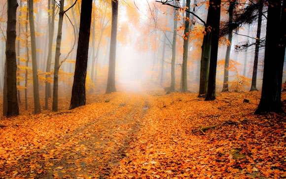 14 Colorful Autumn Wallpapers