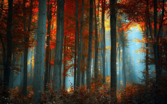 14 Colorful Autumn Wallpapers