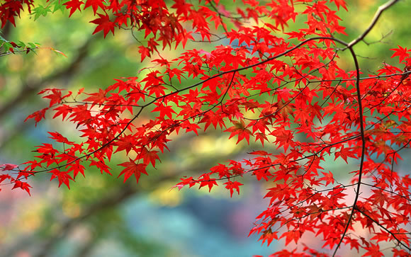 14 Colorful Autumn Wallpapers