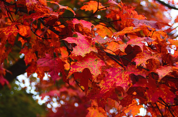 14 Colorful Autumn Wallpapers